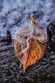 feuille morte